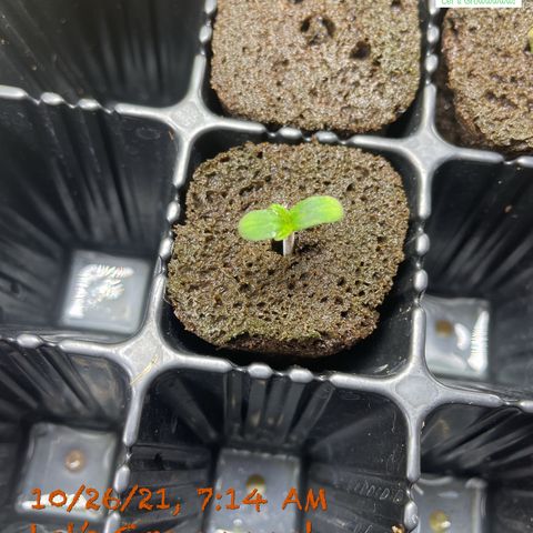 Critical 47 auto fem growlog photo: First set coming in