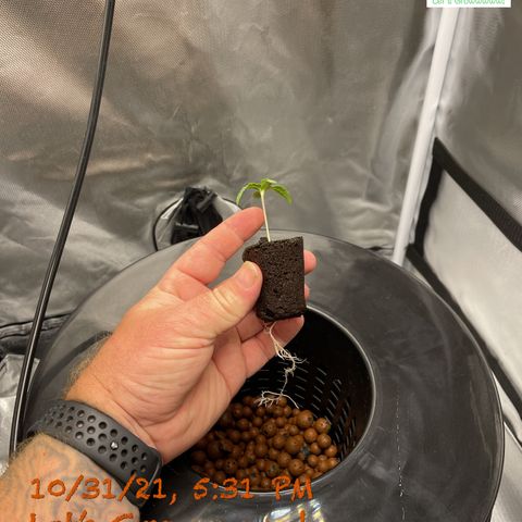 Critical 47 auto fem growlog photo: Goin in her forever home!