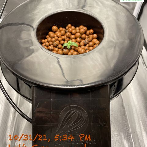 Critical 47 auto fem growlog timeline photo