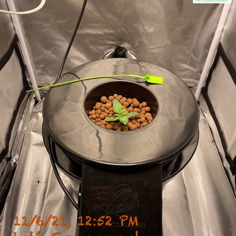 Critical 47 auto fem growlog timeline photo