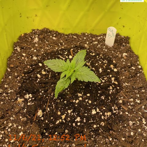 Critical 47 auto fem growlog timeline photo