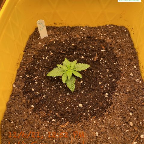 Critical 47 auto fem growlog timeline photo