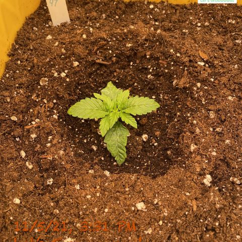 Critical 47 auto fem growlog timeline photo