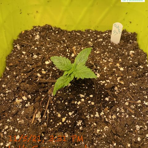 Critical 47 auto fem growlog timeline photo
