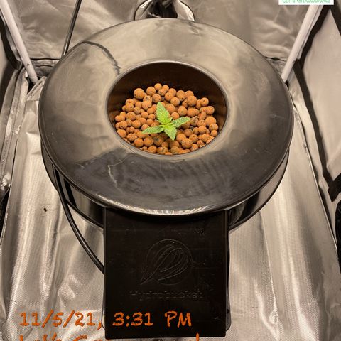 Critical 47 auto fem growlog timeline photo