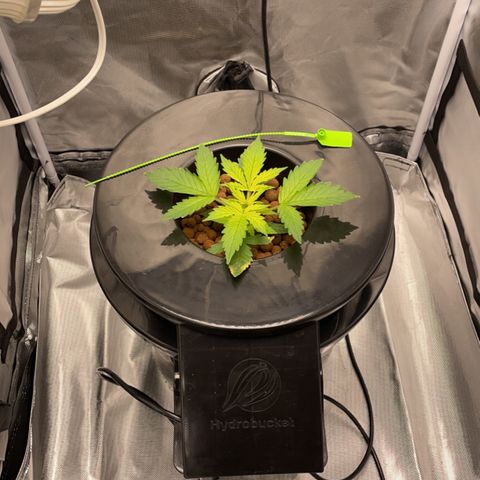 Critical 47 auto fem growlog timeline photo