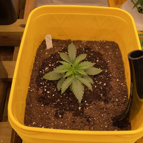 Critical 47 auto fem growlog timeline photo