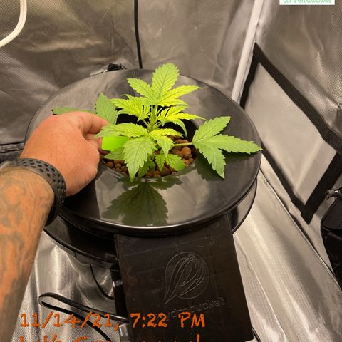 Critical 47 auto fem growlog photo: Tagged for the comp