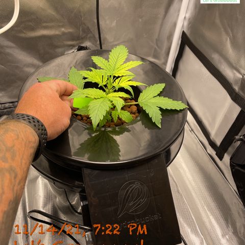 Critical 47 auto fem growlog timeline photo