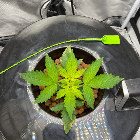 Critical 47 auto fem growlog timeline photo
