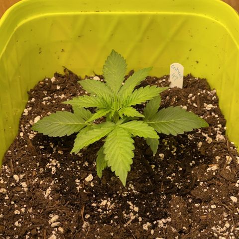 Critical 47 auto fem growlog timeline photo