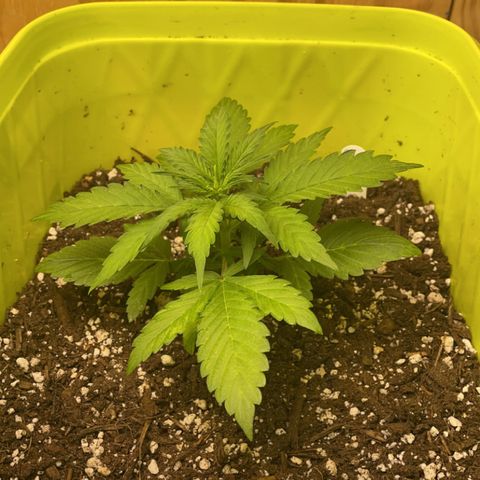 Critical 47 auto fem growlog timeline photo