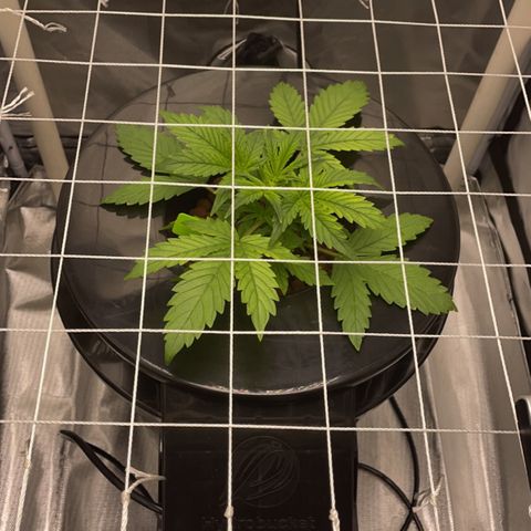 Critical 47 auto fem growlog timeline photo
