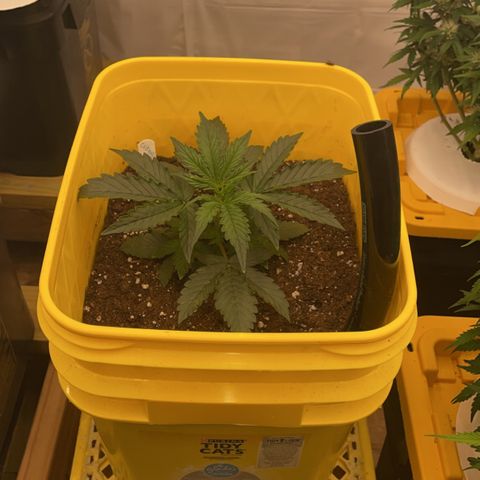 Critical 47 auto fem growlog timeline photo