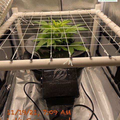 Critical 47 auto fem growlog timeline photo