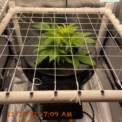 Critical 47 auto fem growlog timeline photo