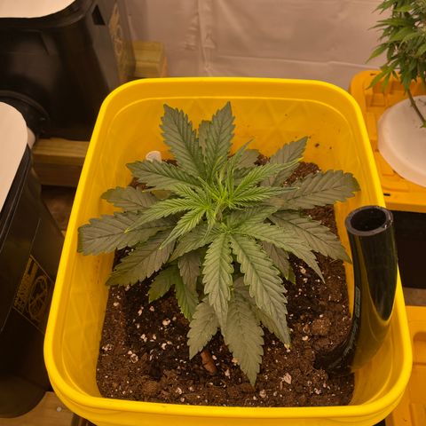 Critical 47 auto fem growlog photo: 300ml of nute water
430ppm
6.3ph
