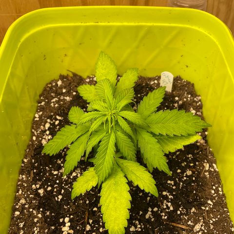 Critical 47 auto fem growlog photo: 300ml of nute water
430ppms
6.3ph