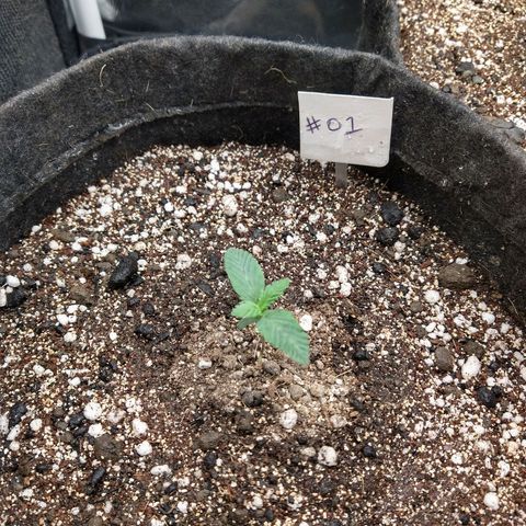 Gorilla Glue #4 - 01 growlog timeline photo