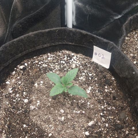 Gorilla Glue #4 - 01 growlog timeline photo