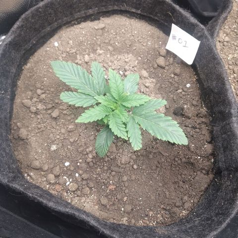 Gorilla Glue #4 - 01 growlog timeline photo