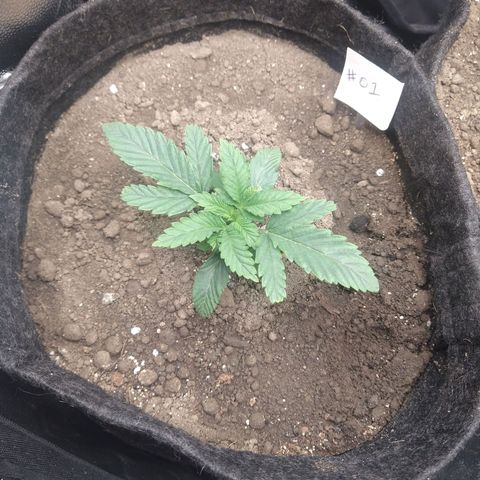 Gorilla Glue #4 - 01 growlog timeline photo