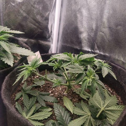 Gorilla Glue #4 - 01 growlog timeline photo