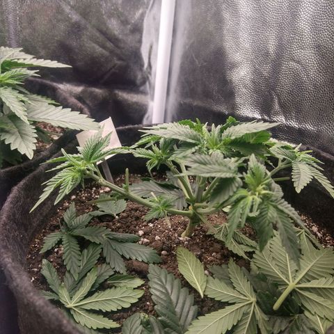 Gorilla Glue #4 - 01 growlog timeline photo