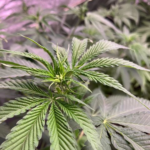 4 x El Patron growlog timeline photo