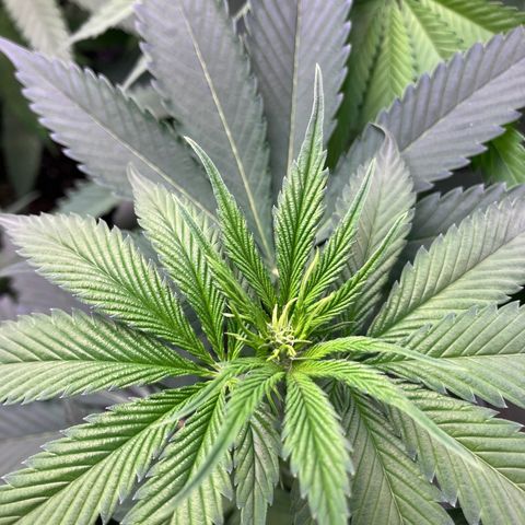 4 x El Patron growlog timeline photo