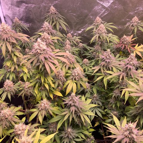 4 x El Patron growlog photo: Durchsichtig bis milchig 