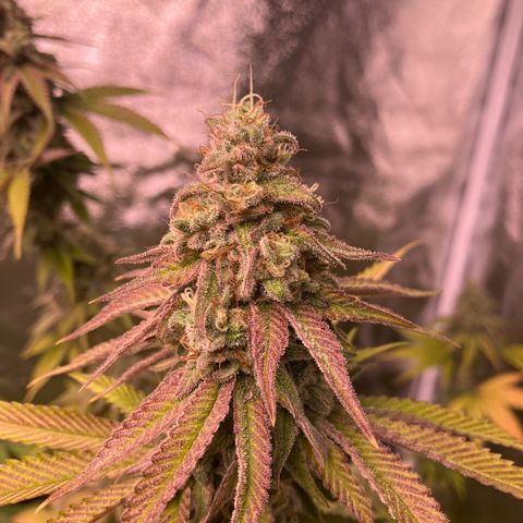 5 x Blue Cheese growlog photo: Milchig 