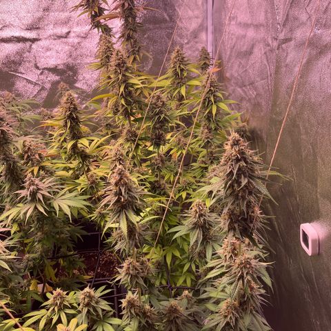 5 x Blue Cheese growlog photo: Milchig 