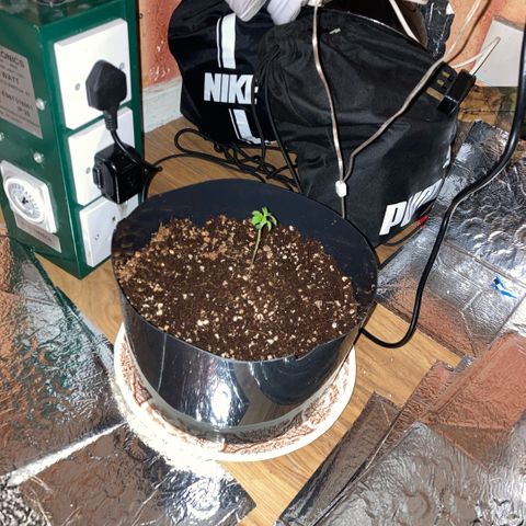 Chocolate skunk auto  growlog timeline photo