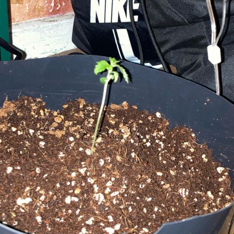 Chocolate skunk auto  growlog timeline photo