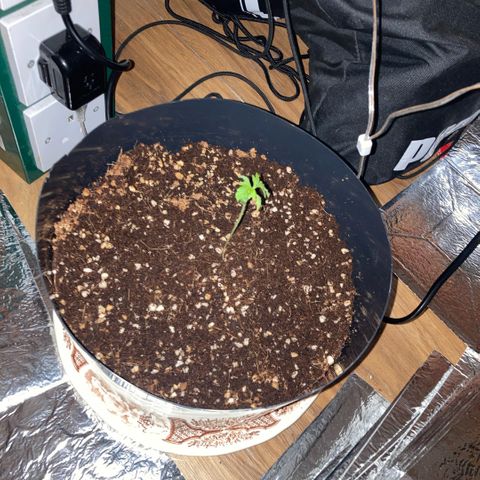 Chocolate skunk auto  growlog timeline photo