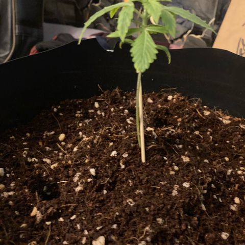 Chocolate skunk auto  growlog photo:  Just before putting the extraction fan in not looking too good, not looking too bad either, but this should definitely help a lot maybe time for nutrients as well 
