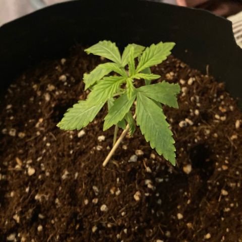 Chocolate skunk auto  growlog photo:  Just before putting the extraction fan in not looking too good, not looking too bad either, but this should definitely help a lot maybe time for nutrients as well 