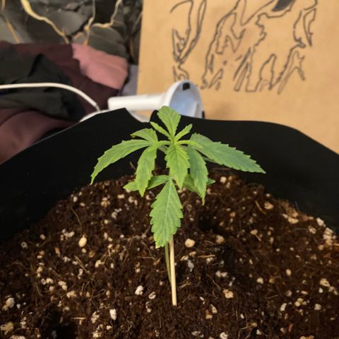 Chocolate skunk auto  growlog photo:  Just before putting the extraction fan in not looking too good, not looking too bad either, but this should definitely help a lot maybe time for nutrients as well 