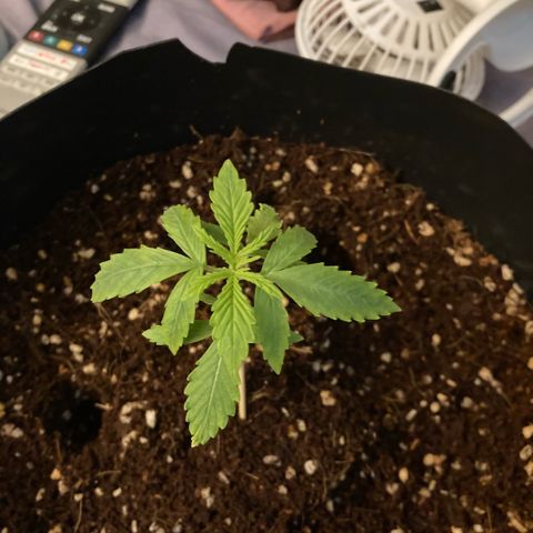 Chocolate skunk auto  growlog photo:  Just before putting the extraction fan in not looking too good, not looking too bad either, but this should definitely help a lot maybe time for nutrients as well 