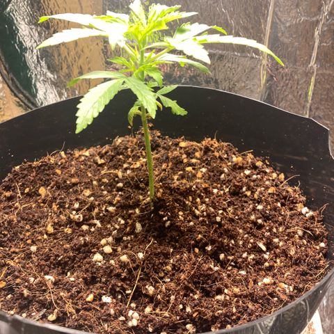 Chocolate skunk auto  growlog photo: Just started feeding her hopping that’s what she needs to purk up a