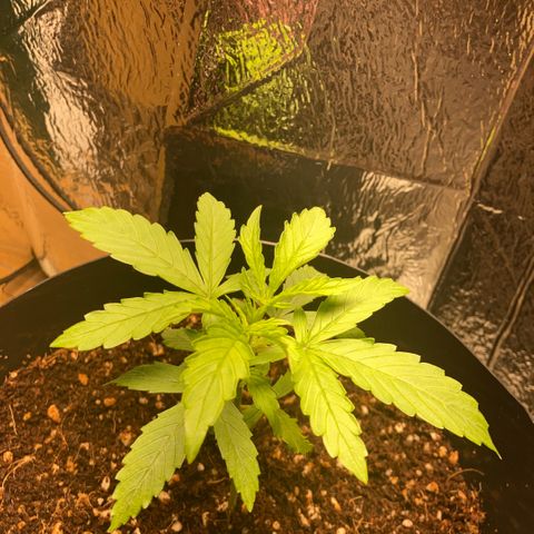 Chocolate skunk auto  growlog photo: Just started feeding her hopping that’s what she needs to purk up a