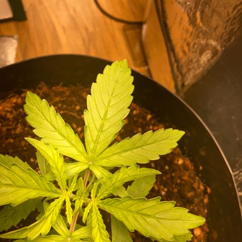 Chocolate skunk auto  growlog photo: Just started feeding her hopping that’s what she needs to purk up a