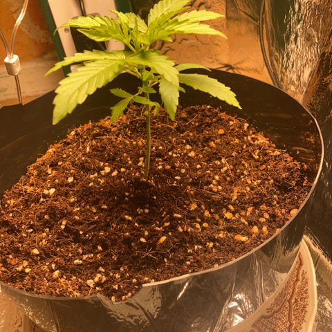Chocolate skunk auto  growlog photo: Just started feeding her hopping that’s what she needs to purk up a