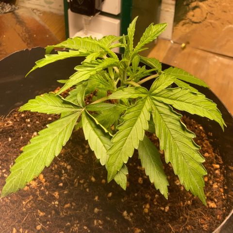 Chocolate skunk auto  growlog photo: Growth is not happy yet must be environment issues air quality leaves are curling at the edges 