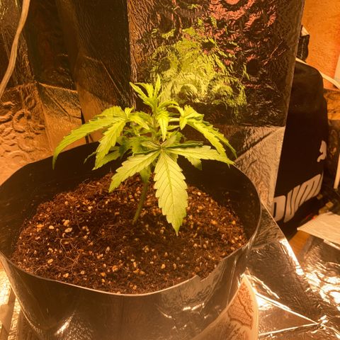 Chocolate skunk auto  growlog photo: Growth is not happy yet must be environment issues air quality leaves are curling at the edges 