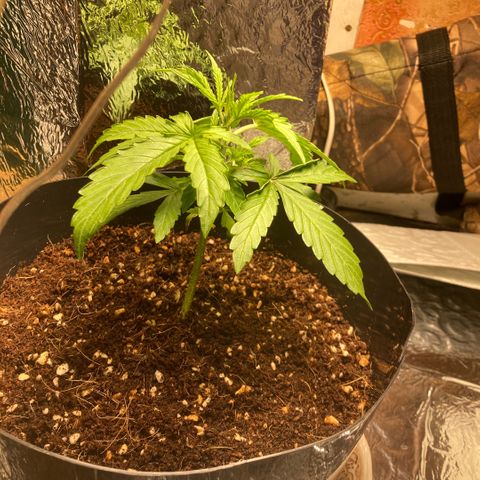 Chocolate skunk auto  growlog photo: Growth is not happy yet must be environment issues air quality leaves are curling at the edges 