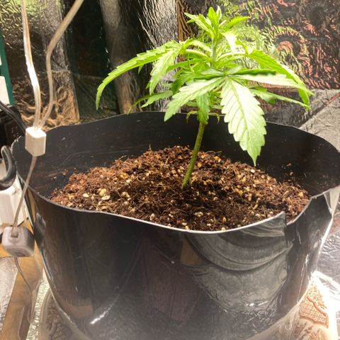 Chocolate skunk auto  growlog photo: Growth is not happy yet must be environment issues air quality leaves are curling at the edges 