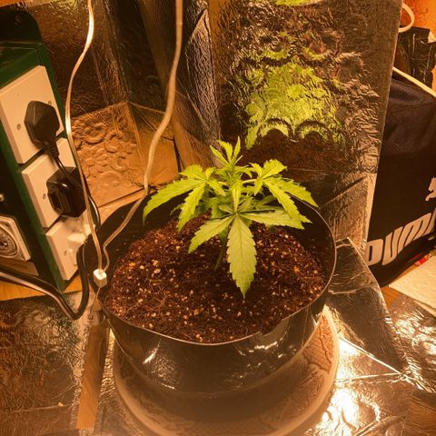 Chocolate skunk auto  growlog photo: Growth is not happy yet must be environment issues air quality leaves are curling at the edges 