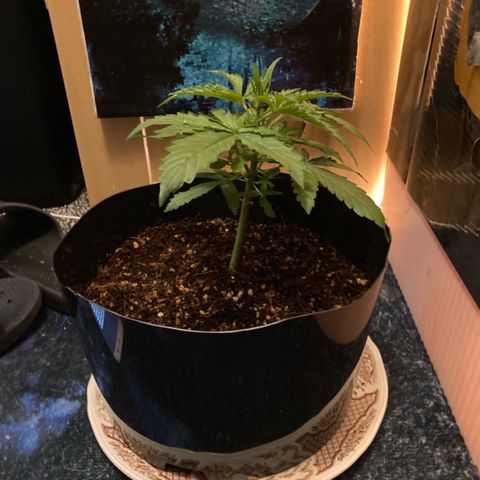 Chocolate skunk auto  growlog photo:  Much more growth today, stem thickened right up and a lot more shoots and stems still got the curling leaf problem gonna look into it now